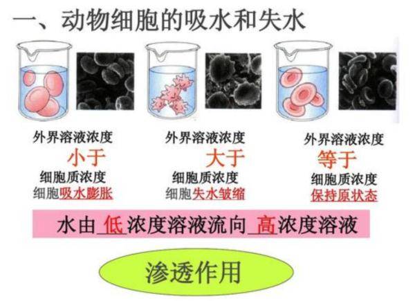 作用|泡水后手指会起皱，为什么别的地方就不会？