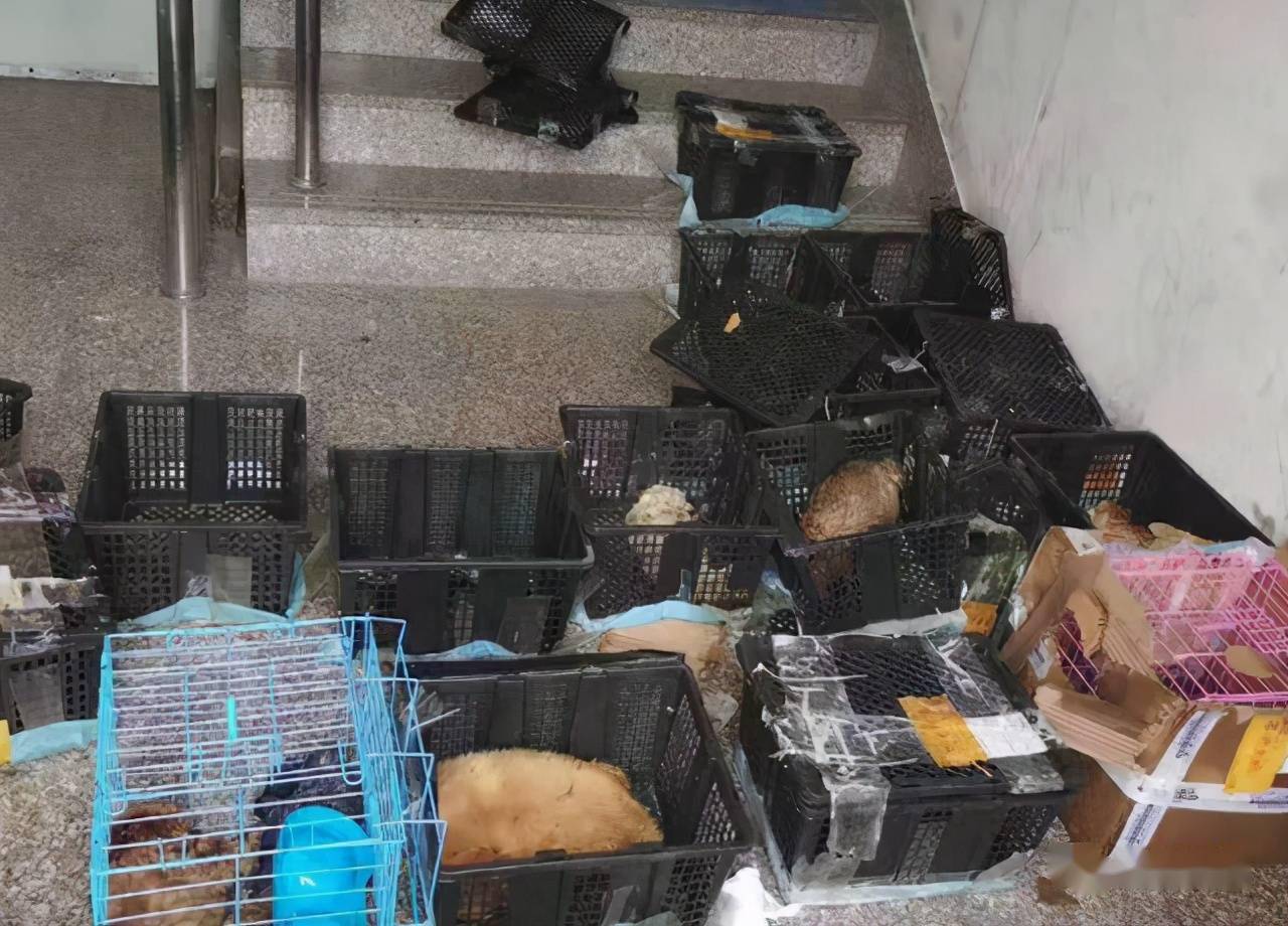 邳州宠物收购网站_邳州宠物收购网站在哪里