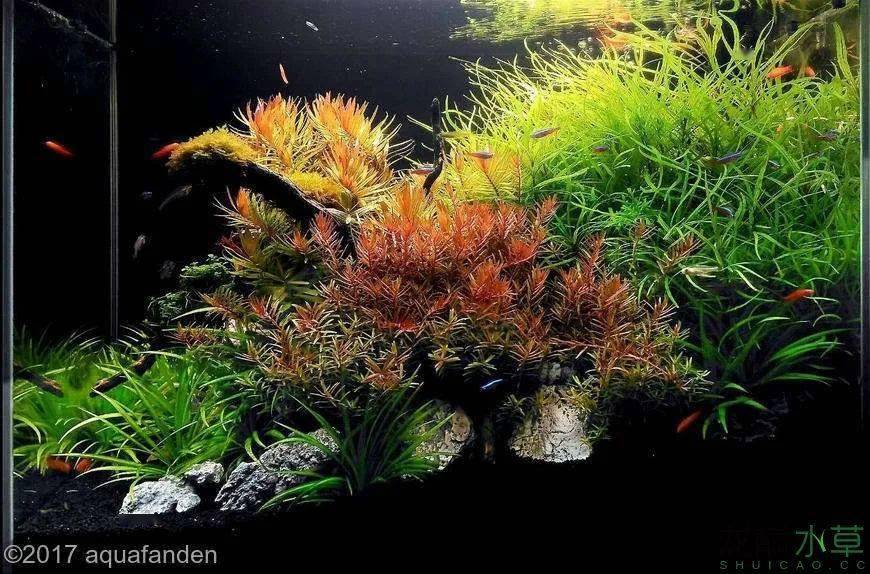 水草缸后景草的8种布局方式让你一次看个够