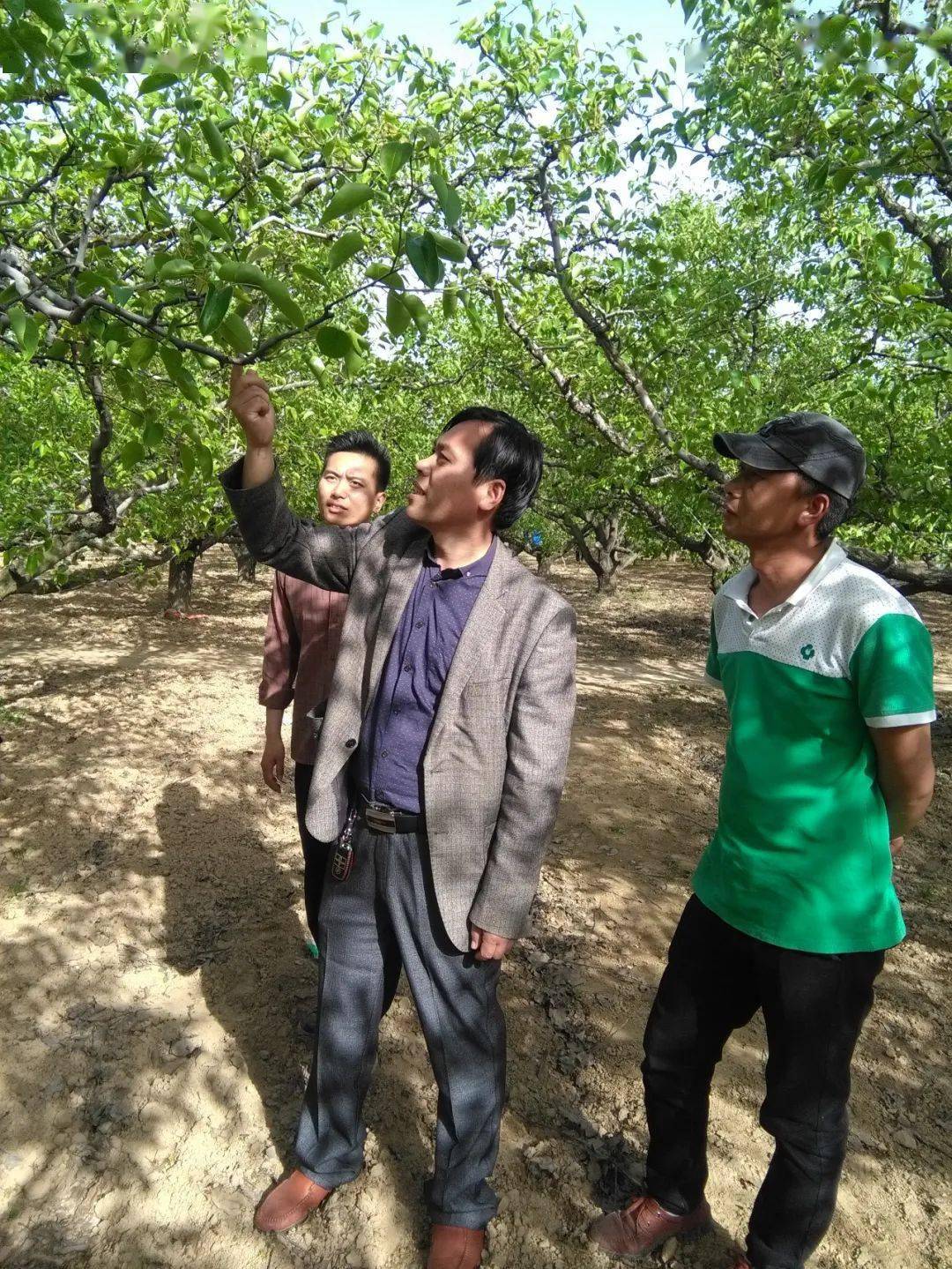 展砀山劳模风采 献礼建党百年丨市劳模孙会敏情系果农合作双赢共致富