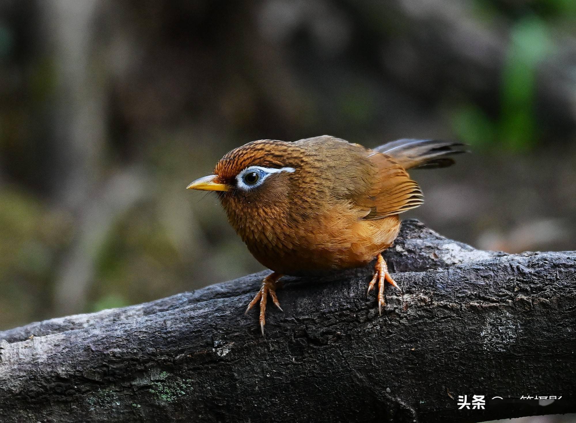 广西石山画眉鸟图片图片