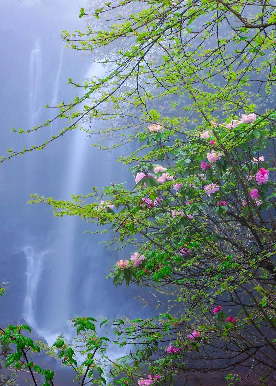 赏美景美到窒息五月瓦屋山杜鹃花美不胜收