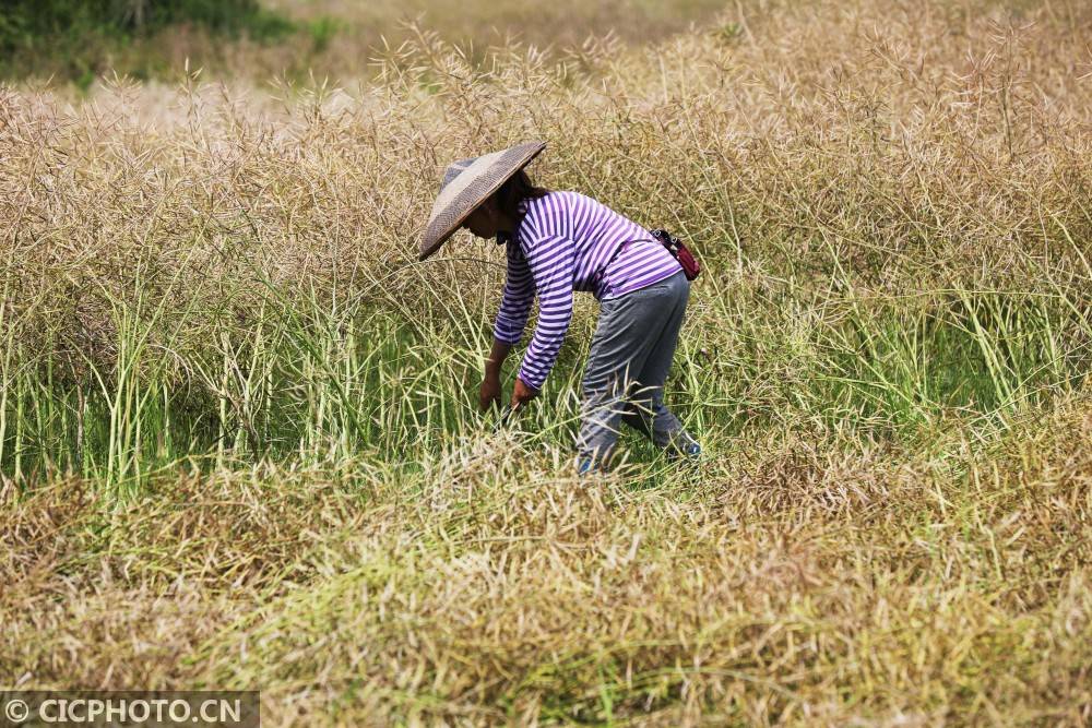 2021年5月10日,贵州省锦屏县敦寨镇平江村,村民在收割油菜.
