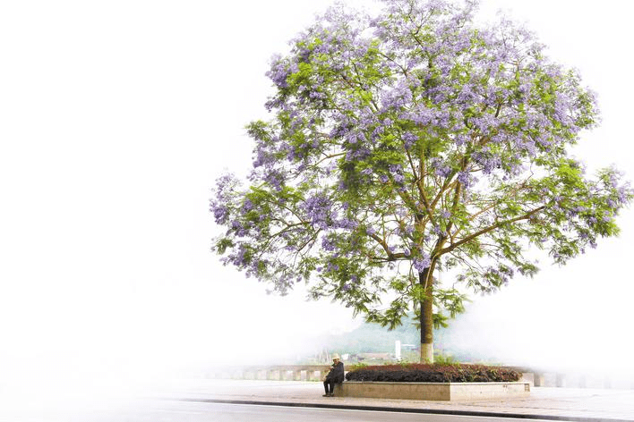 藍花楹盛放浪漫紫色扮甜城