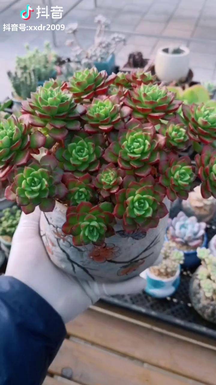 越来越红的蒂亚老桩多肉
