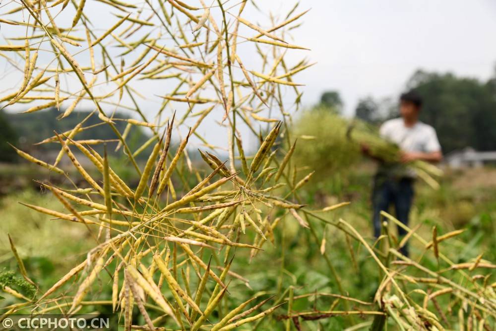 油菜开镰 拓宽增收路
