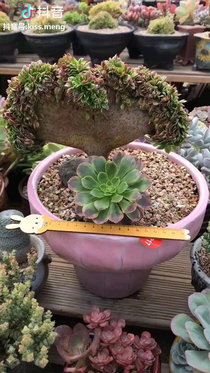 嘉年华缀化太牛了