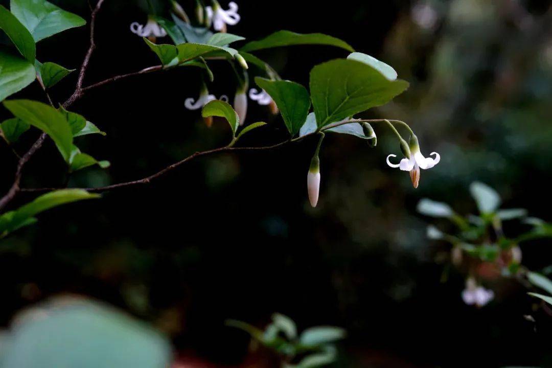 赛山梅or白花龙分不清咱们一招辨识