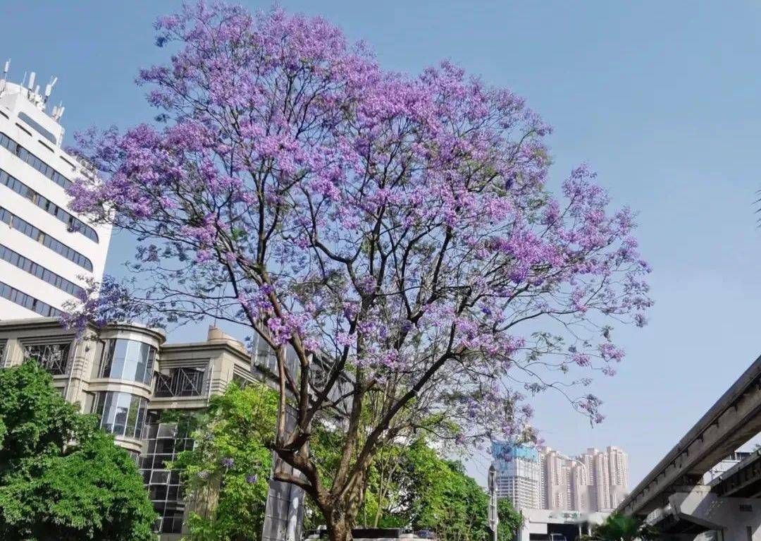 堪称梦幻重庆街头蓝花楹迎来盛花期