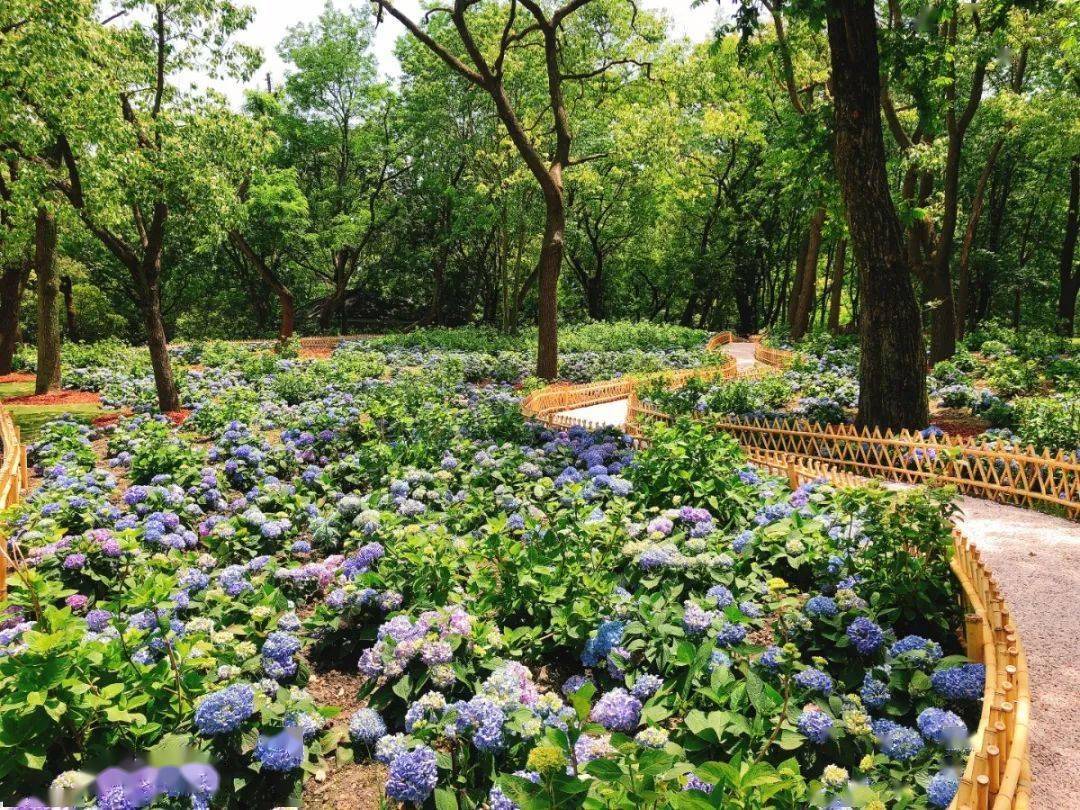 共青森林公园打造全新八仙花景点 速来围观 花展