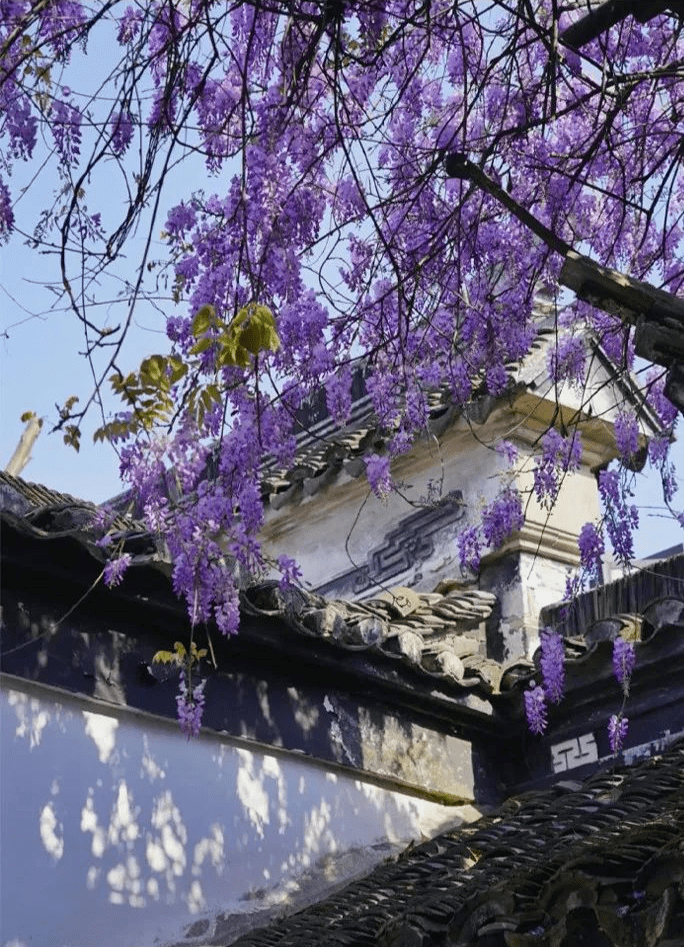 文徵明的紫藤花开了_苏州博物馆