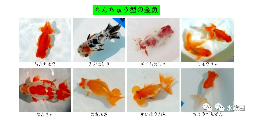 日本金鱼分几类 也是草文龙蛋吗 水族圈带你解密日本金鱼 狮子