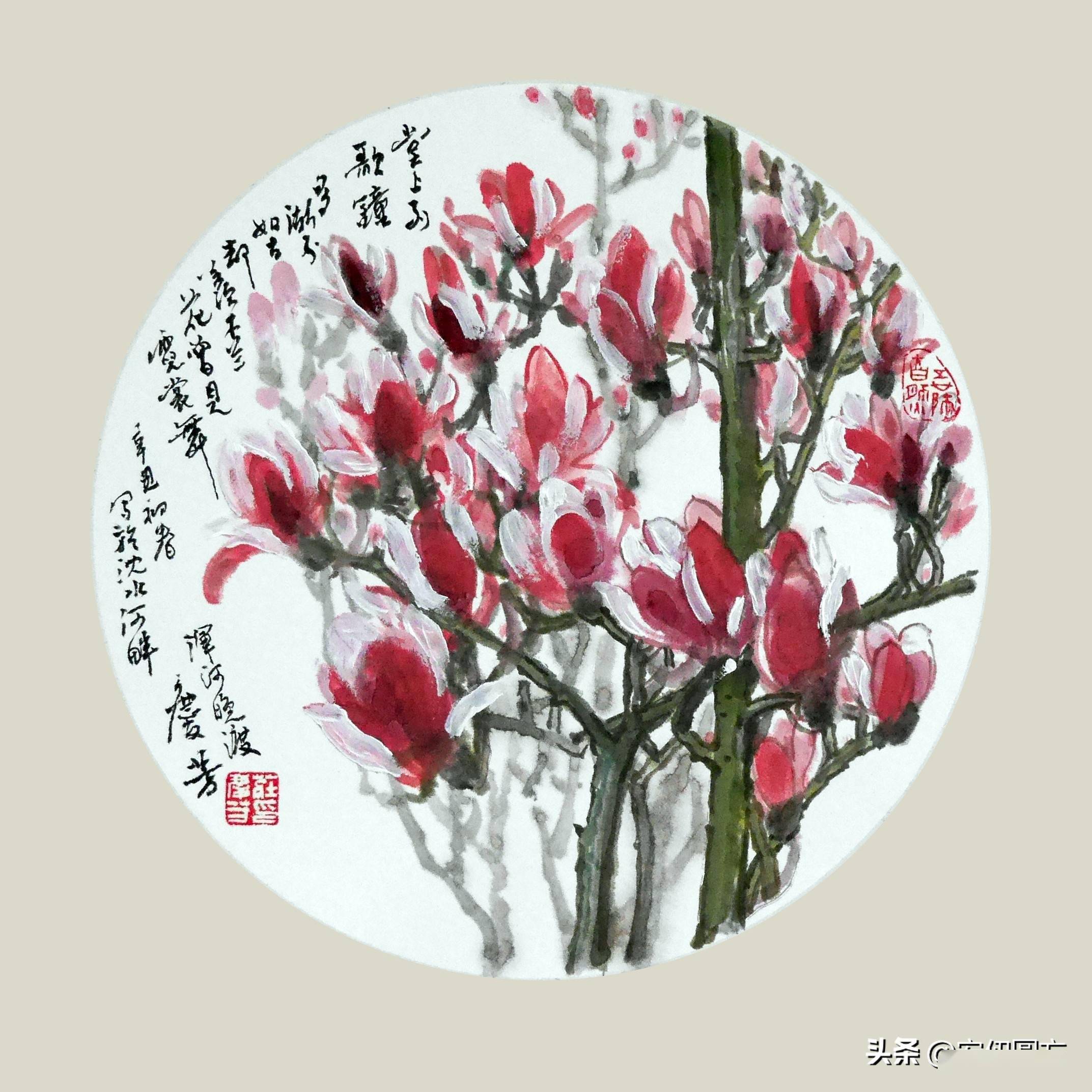 每日一画,玉兰花开