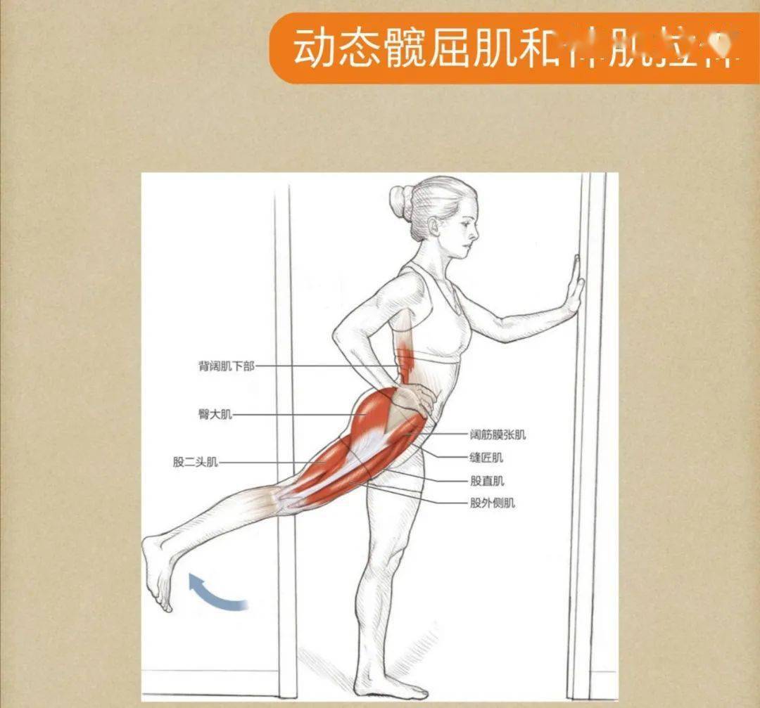 股直肌,股外侧肌,股中间肌,股内侧肌,阔筋膜张肌,缝匠肌髋后侧拉伸最