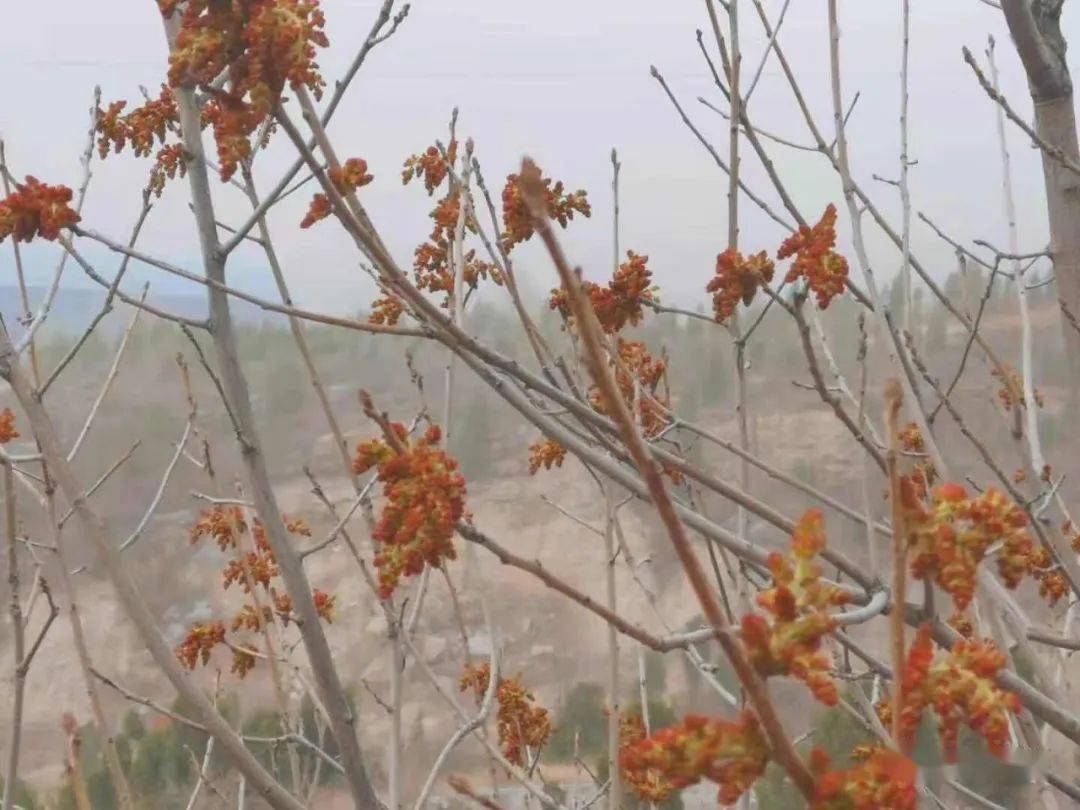 草木散记黄楝树黄连木何频