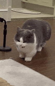 这么肉的猫猫一定很好rua吧给大家表演一个猛虎下腰!