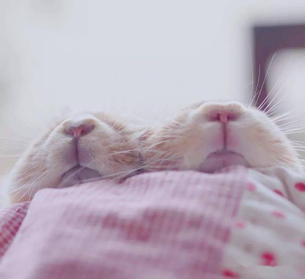 神兽家族草泥兔安哥拉兔