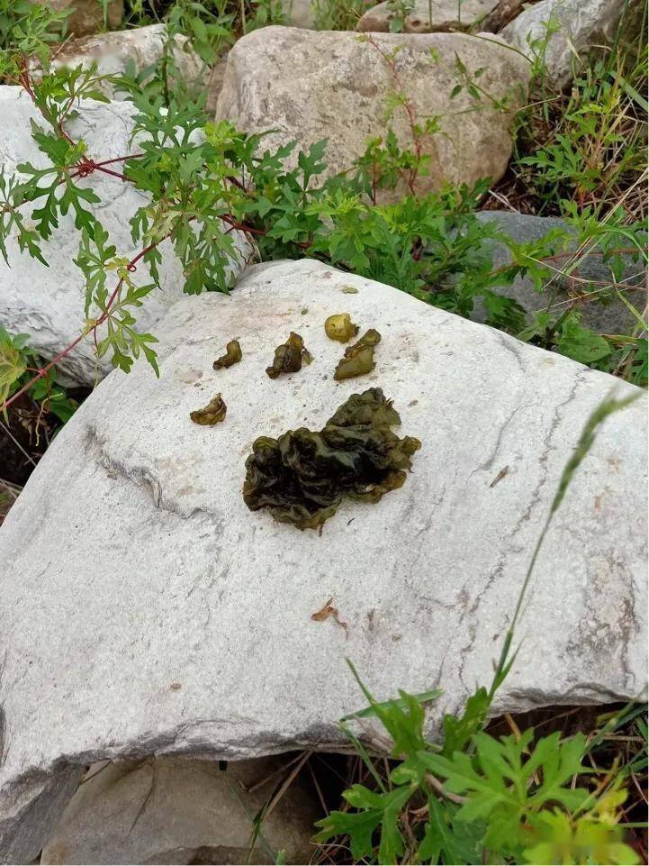 淮北枳雨天過後隨農人去撿羊糞蛋蛋