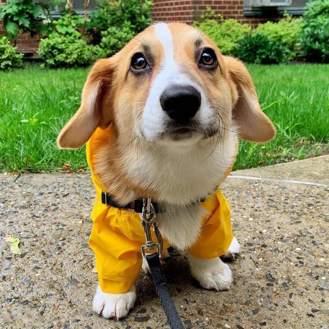 看到翻版自己的小三,垂耳柯基的表情超好笑!