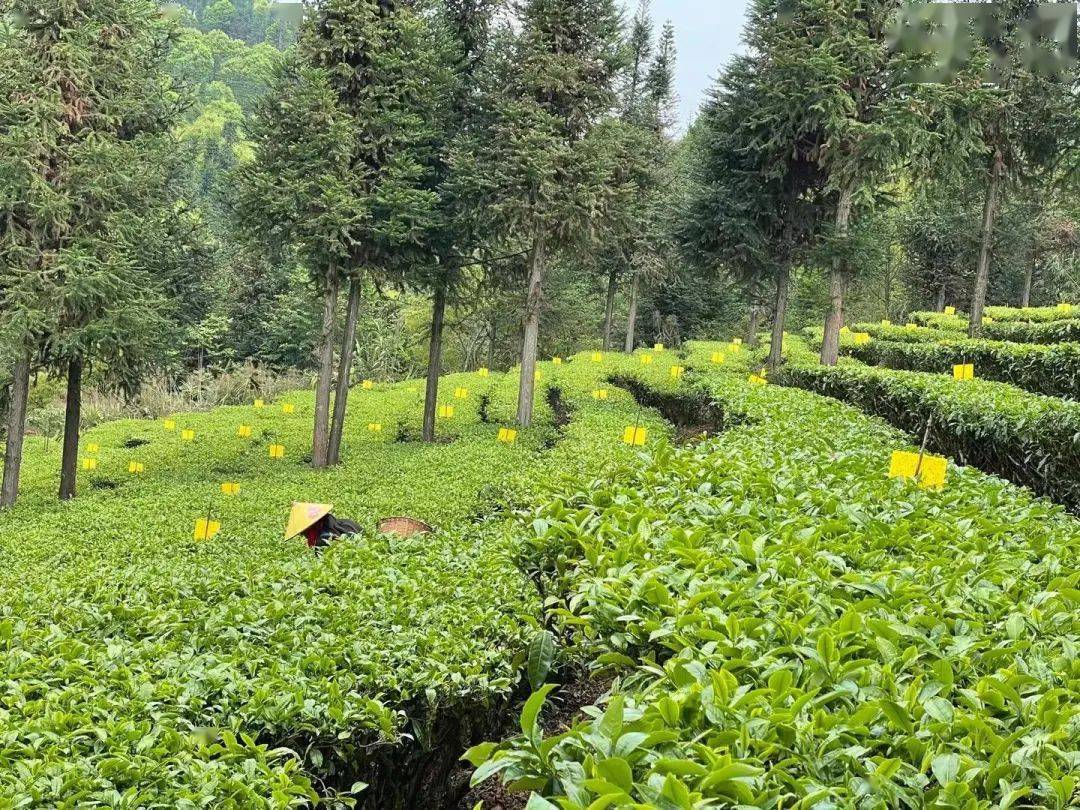 媒体茶山行今日头条报道丨勐海深山藏着的万亩茶园紫娟一种就500亩