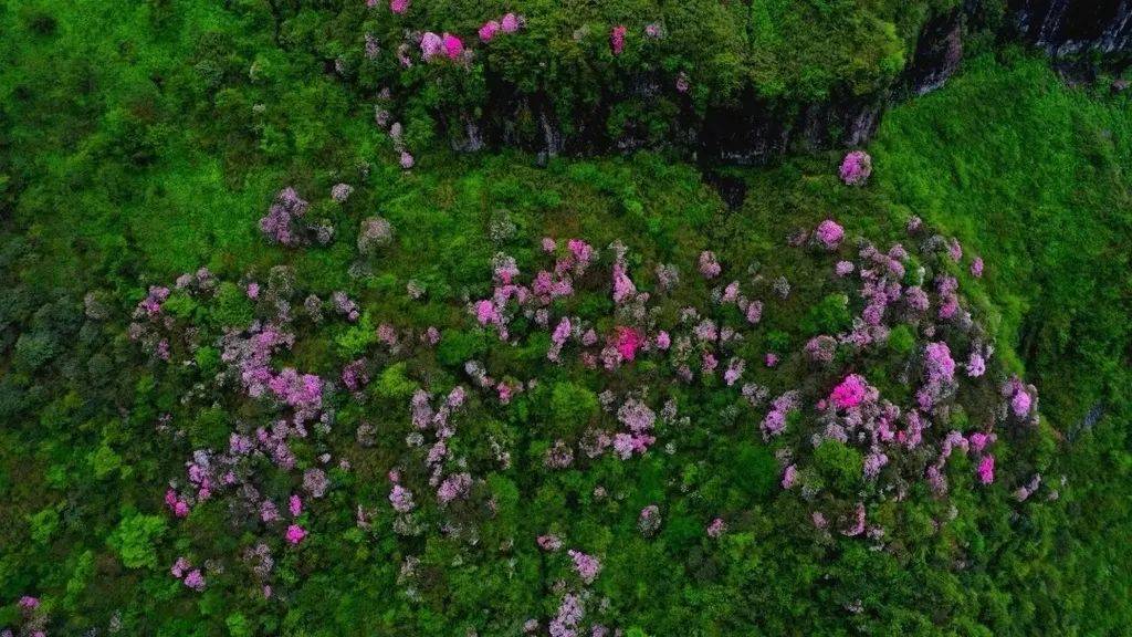 開了開了!瓦屋山杜鵑花已大面積盛開,快來打卡