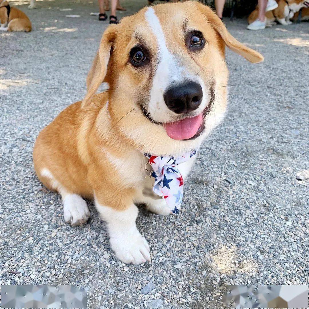 看到翻版自己的小三,垂耳柯基的表情超好笑!