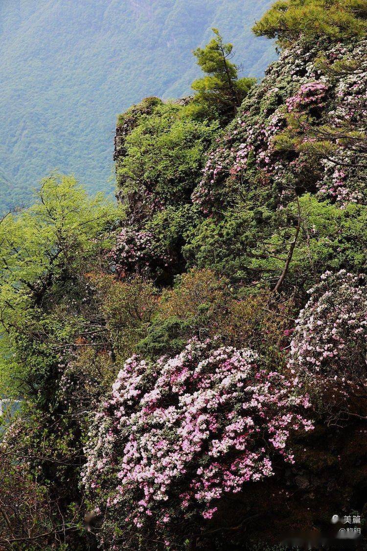 汉中龙头山杜鹃花图片