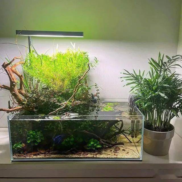 那个开花的斗鱼缸,开缸过程来了67_造景