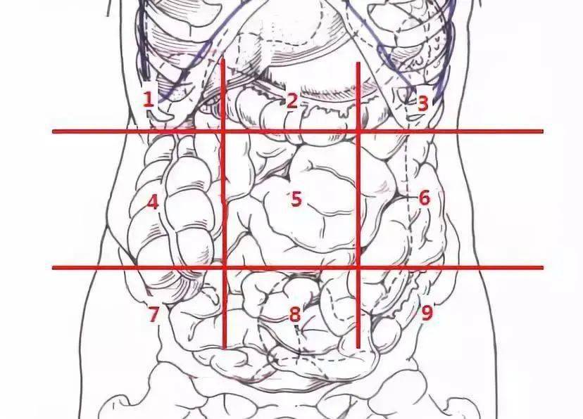 不同位置腹痛的可能疾病
