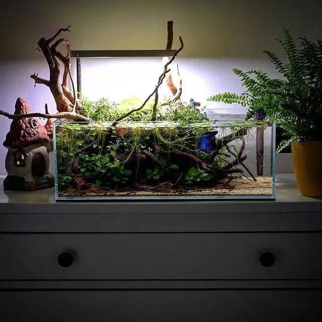 那个开花的斗鱼缸,开缸过程来了67_造景