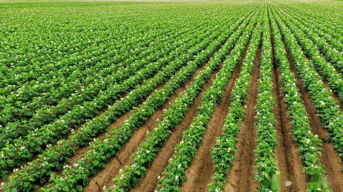 马铃薯80的产量来自这个阶段掌握了产量翻一番建议收藏