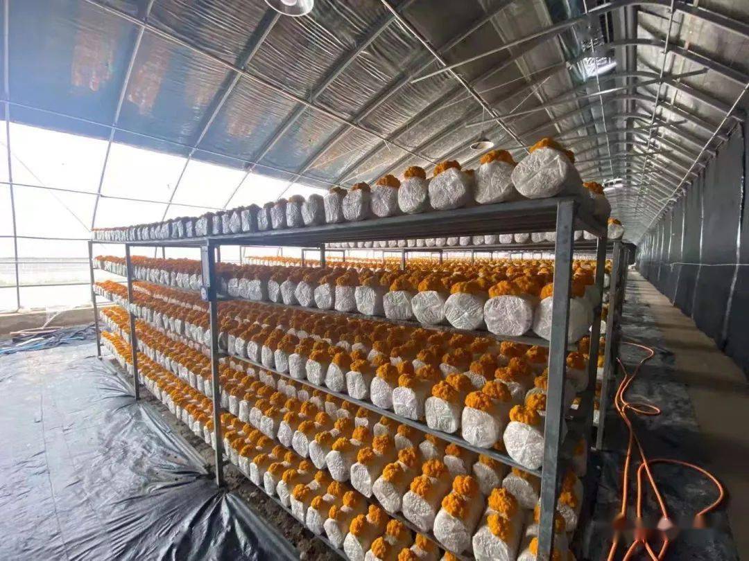 金耳,又名脑耳,胶耳等,是一种名贵的食,药用菌