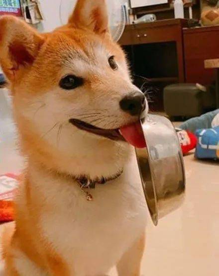 这货的讨食功力已经炉火纯青了,只用一半舌头顶着碗,还一脸拽拽的表情