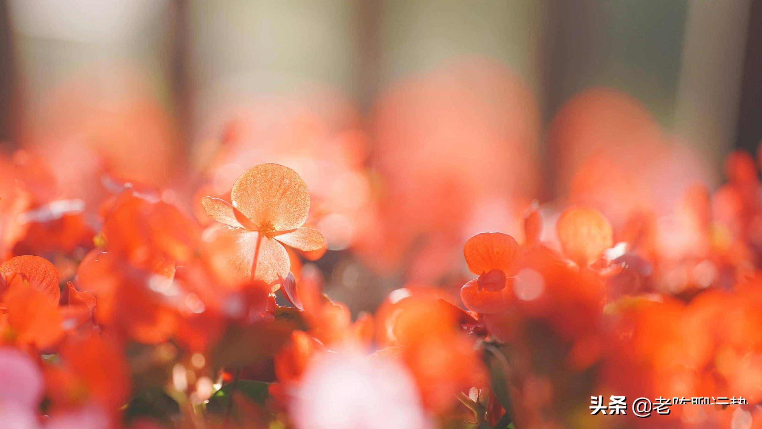 三月十九日是什么日子 9c2f0c82de2f4379ac7ced929d756d7f.jpeg