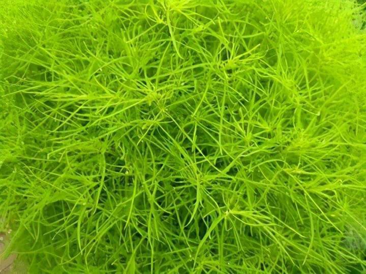 中医低廉良药地肤子