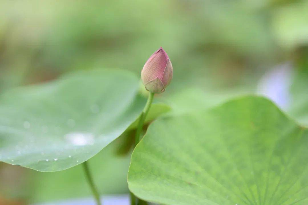 大慈巖今夏第一波荷花上線,滿屏都是夏天的味道!