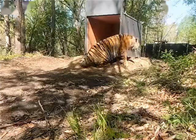 进村东北虎完达山一号重回山林!释放时带定位项圈 专家否认配种