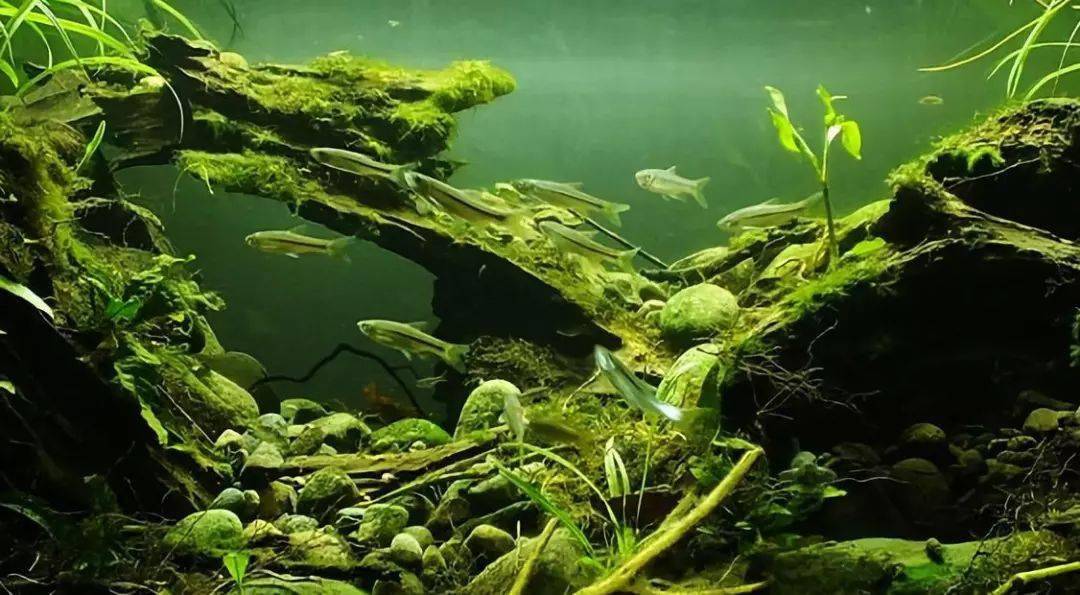 badc2020东南亚原生造景风格集