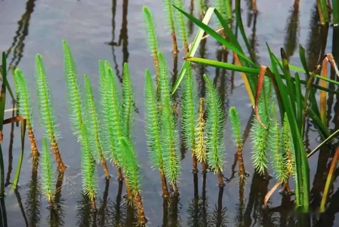 30种植物水道沼泽过滤常用植物图鉴鱼缸过滤种它鱼便吸收光半年不换水