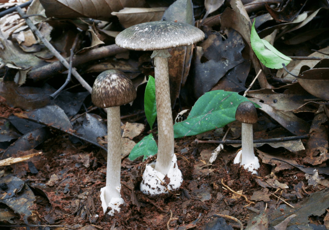 与鸡枞菌很像的灰花纹鹅膏菌是引起湖南省毒蘑菇中毒事件最多的毒蘑菇
