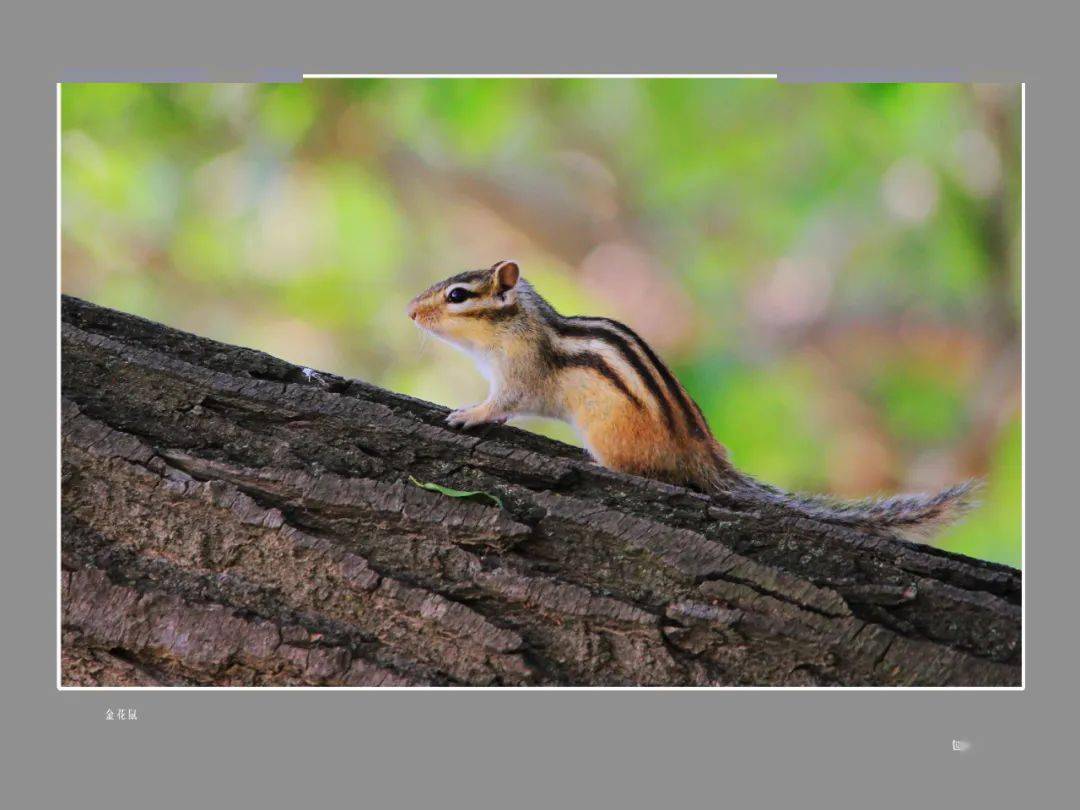 【生物多样性系列宣传报道】(三)内蒙古 | 生物多样性保护主题摄影
