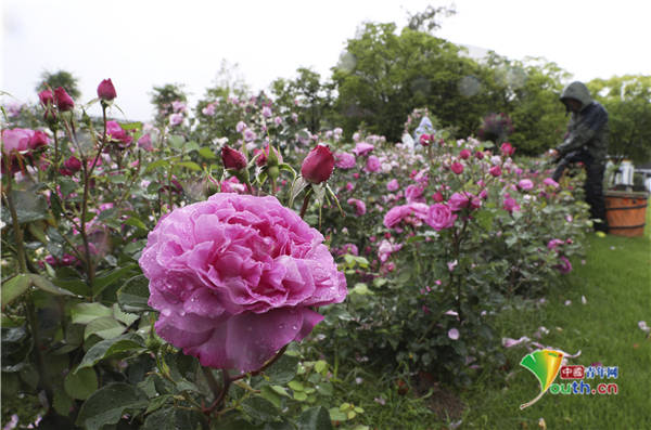 日本公园鲜花五颜六色玫瑰花盛开美如画 田市