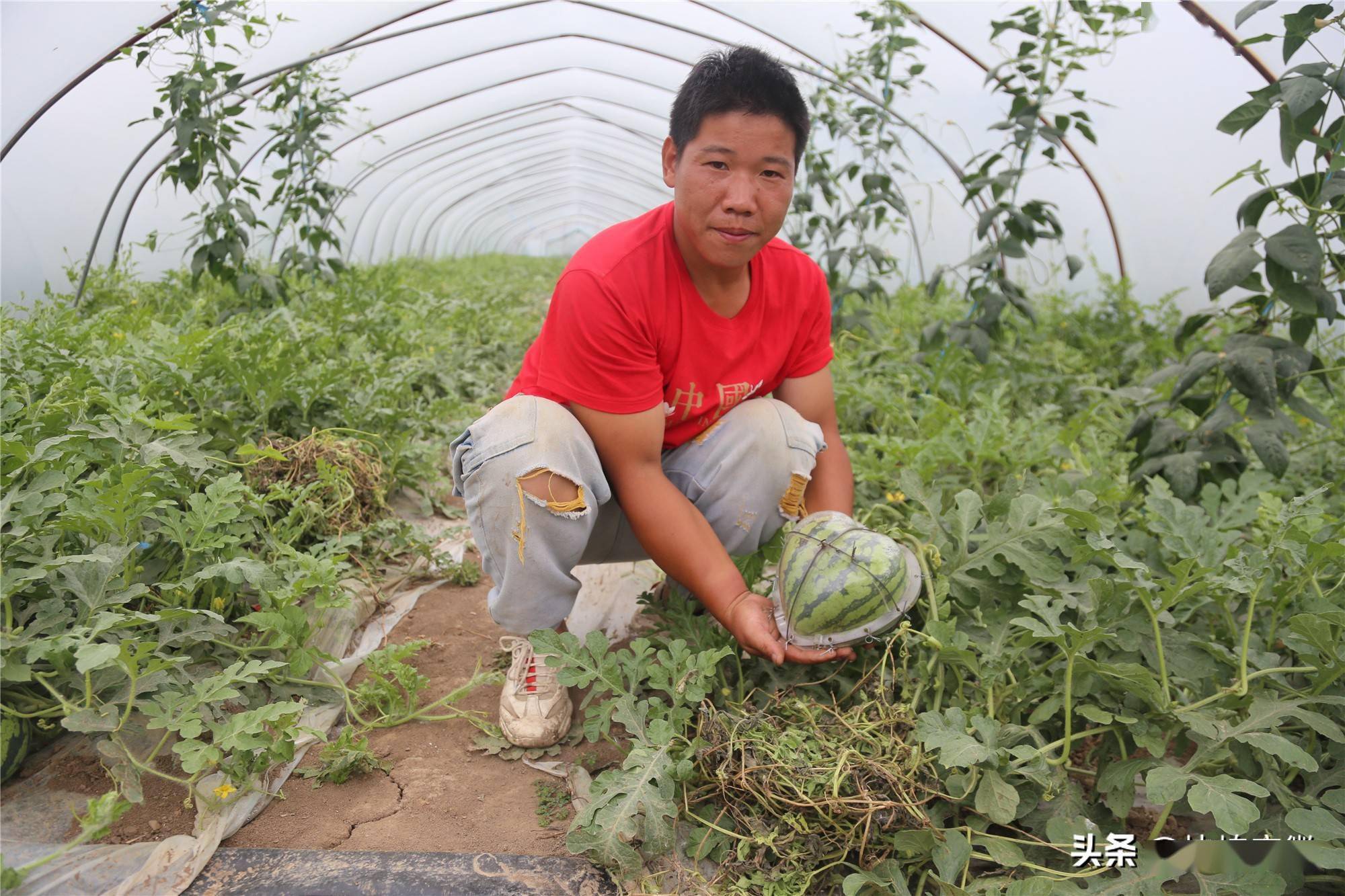 西瓜怎么种植全过程视频 2480550a9dea43e9badda8d889acc753.jpeg
