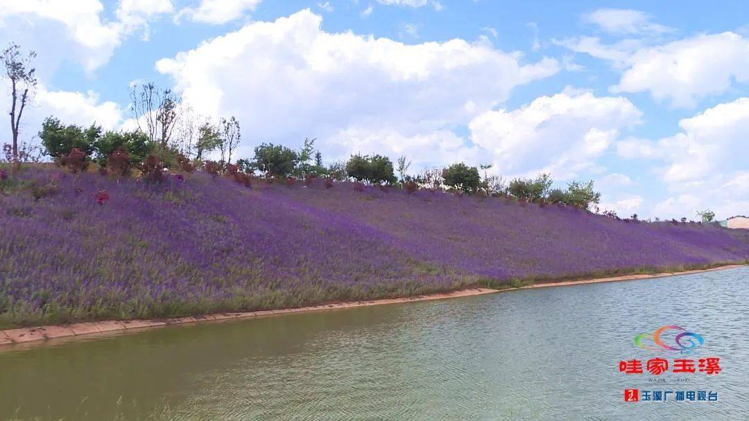 玉溪活发产业园里的活发小镇伴着暖风小编带大家一探究竟那里景色究竟