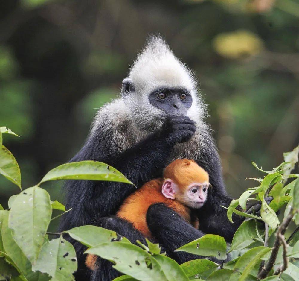 【猴事快报】广西首次获得白头叶猴全基因组序列