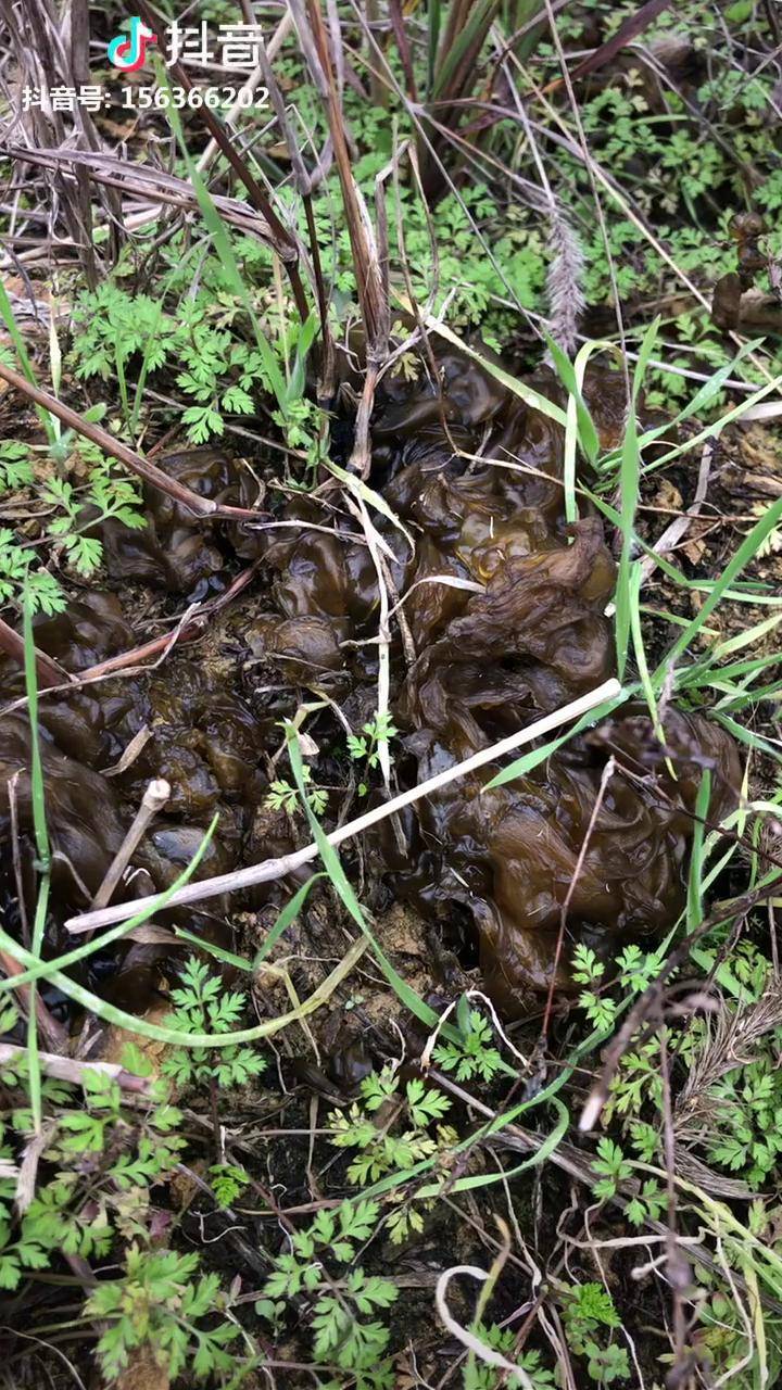 喂捡雷公丝了喂