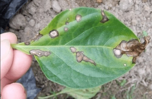 防治茄果类蔬菜的常见病害的好帮手-甲基托布津粉剂