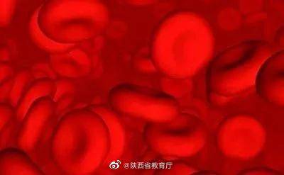 国际|西大科研团队突破“人造血”研发国际难题