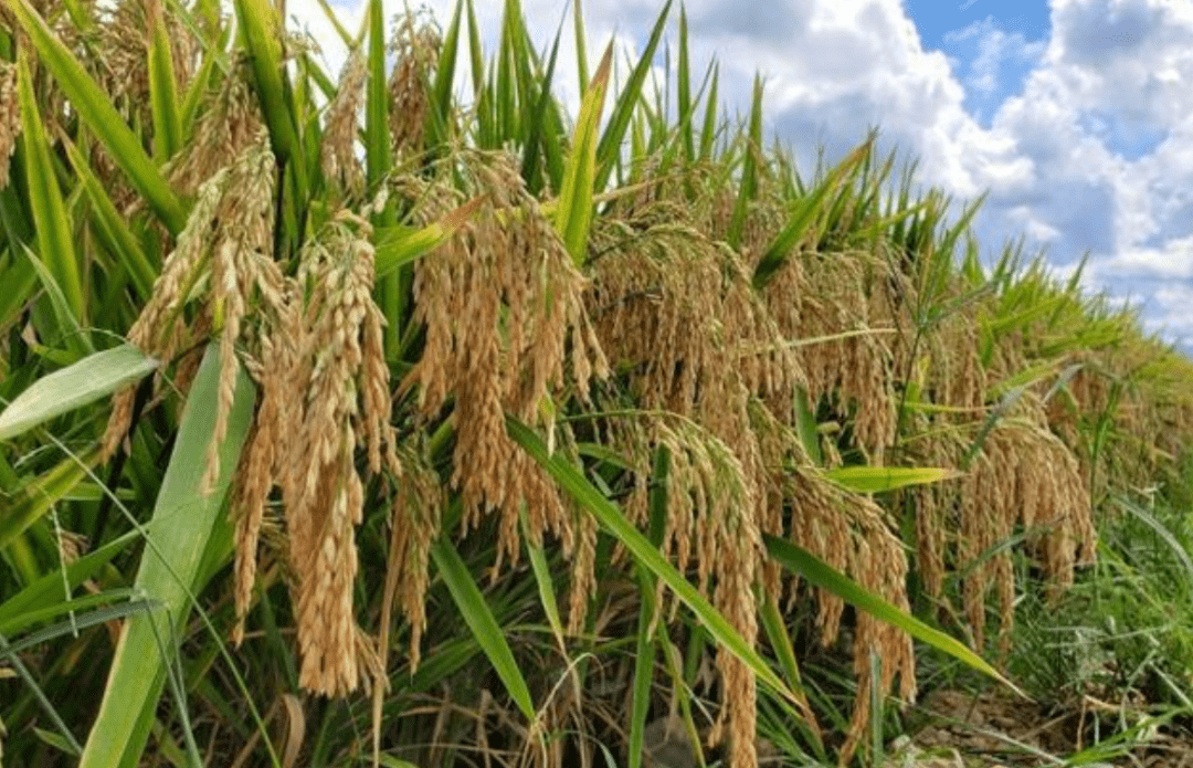 平均亩产破1000公斤"超优千号"杂交水稻在试验示范片袁隆平团队选育的