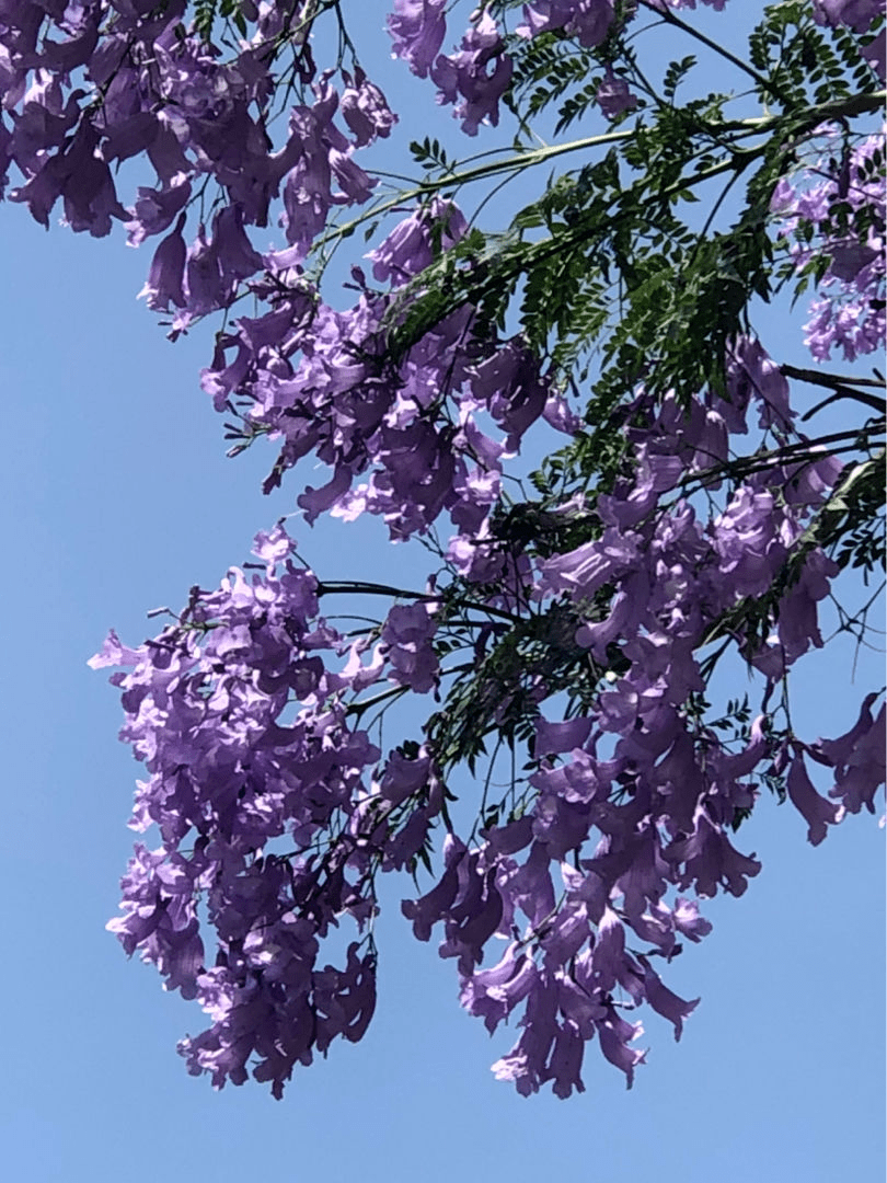 路边的树一开花 简直美翻了 远看像是蓝色的 雾 行道树